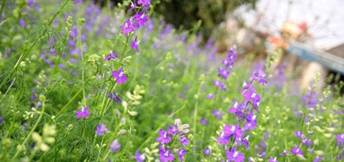 5 địa điểm tuyệt vời cho c&aacute;c "ph&oacute; nh&aacute;y"